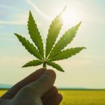 Benefits of edible cannabis