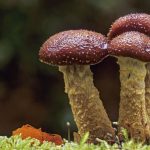 Benefits of Consuming Magic Mushrooms