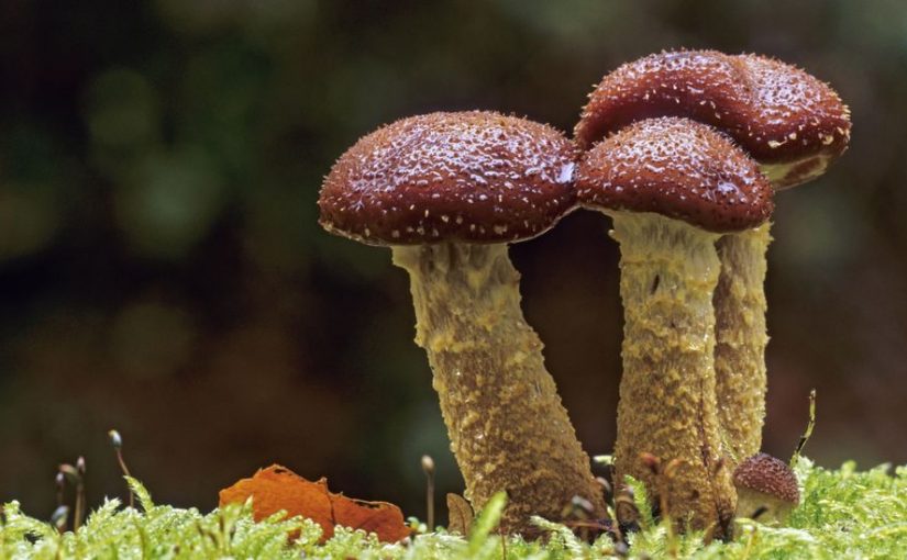 Benefits of Consume Magic Mushrooms