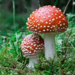 Mental Health Benefits of Consuming Psilocybin Mushrooms
