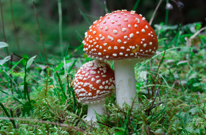Mental Health Benefits of Consuming Psilocybin Mushrooms